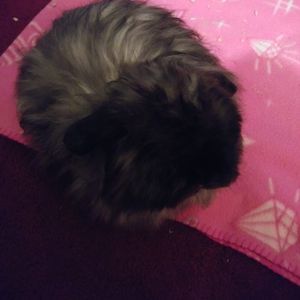 Meet your Posher, Robin